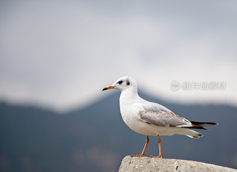 年轻的黑头海鸥