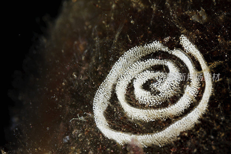 裸鳃海蛞蝓产卵于水下海洋生物