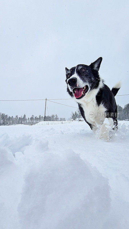 边境牧羊犬在深雪中奔跑，让雪飞起来。