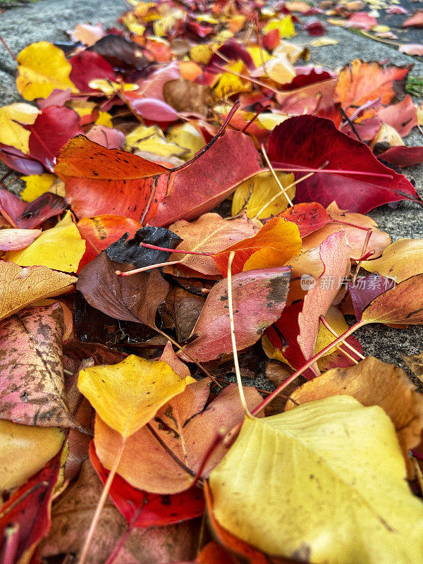 地上飘落的秋叶