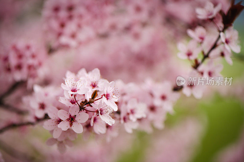 春粉花开