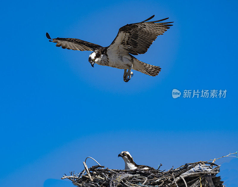 鱼鹰，也被称为海鹰、河鹰和鱼鹰，是一种白天活动的食鱼猛禽，分布在世界各地。圣伊格纳西奥泻湖，下加利福尼亚南部，墨西哥。飞行。