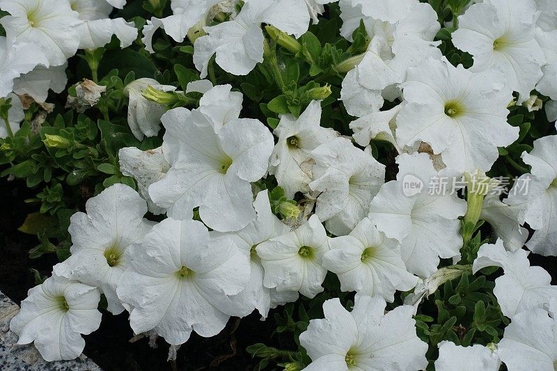 六月中旬矮牵牛花的白色花朵