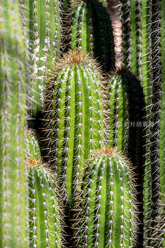 多刺的仙人掌植物生长