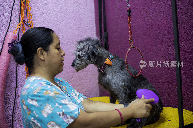 女人在给狗刷毛