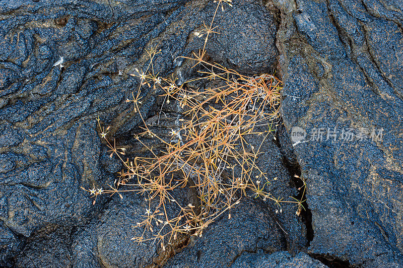 莎莉轻足蟹，葡萄，埃加斯港，詹姆斯岛，圣地亚哥岛，圣地亚哥岛，加拉帕戈斯群岛国家公园，厄瓜多尔。节肢动物门甲壳纲动物。