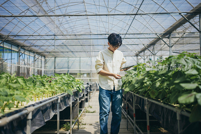 一位亚洲农民使用平板电脑检查和记录作物的生长情况，利用作物栽培技术中的技术。