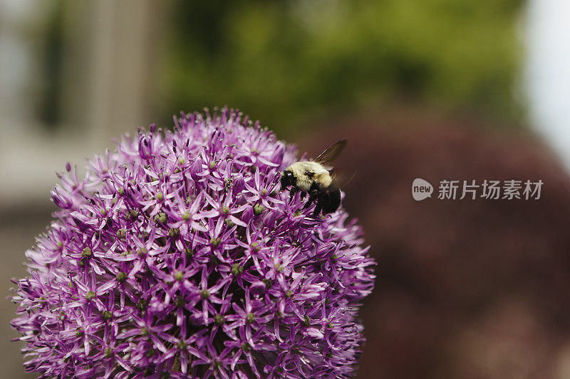 大黄蜂在葱上