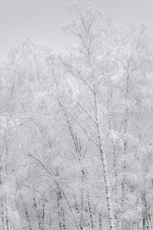 树上的雪