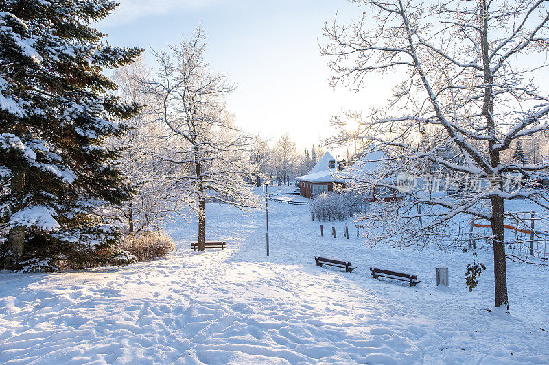 冬天的风景，城市公园和树木被白雪覆盖，阳光照在树木上。