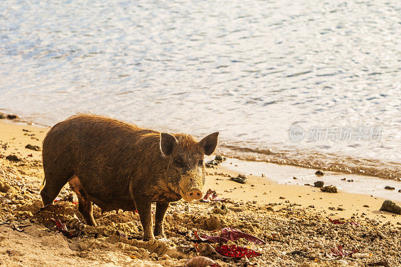 流浪猪边走边觅食