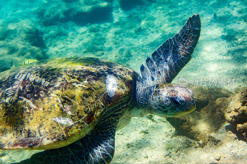 一只绿海龟在清澈的蓝绿色海水中游泳。