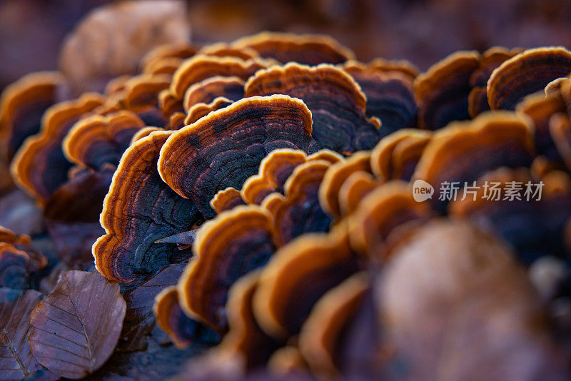 秋天落叶林的细节:树蘑菇