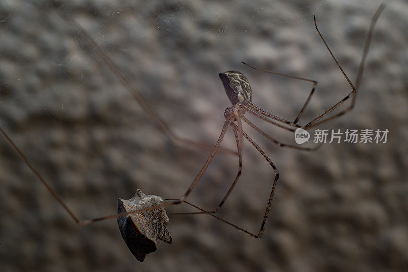 黄墙上的蜘蛛网里的巨蜘蛛吃猎物