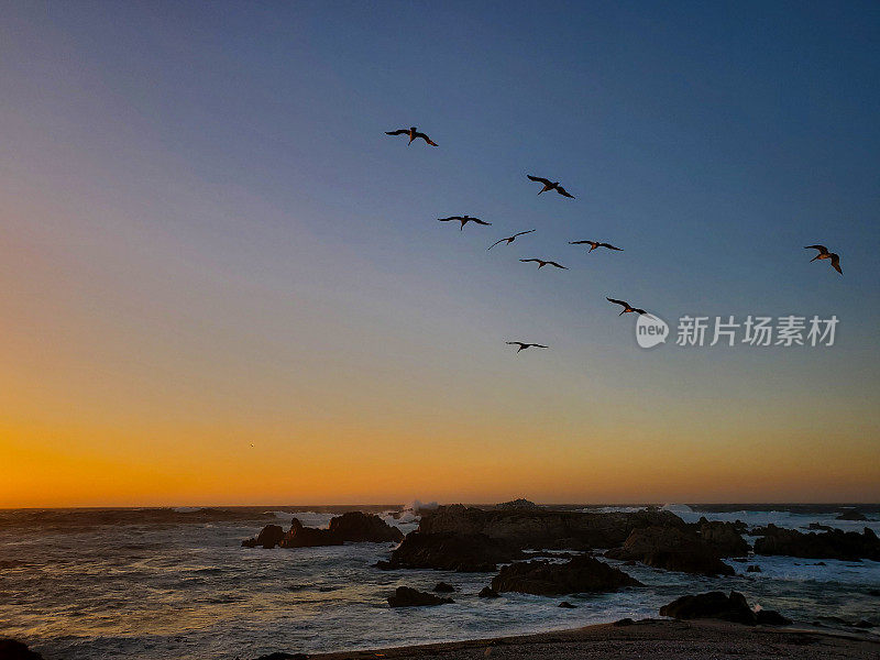 鹈鹕在日落时飞过加州多岩石的海滩