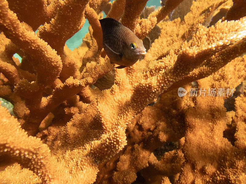 鹿角珊瑚中的少女鱼