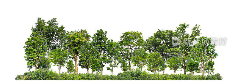 绿色的树木被隔离在白色的背景上，森林和夏季的树叶，用于印刷和带有切割路径和alpha通道的网