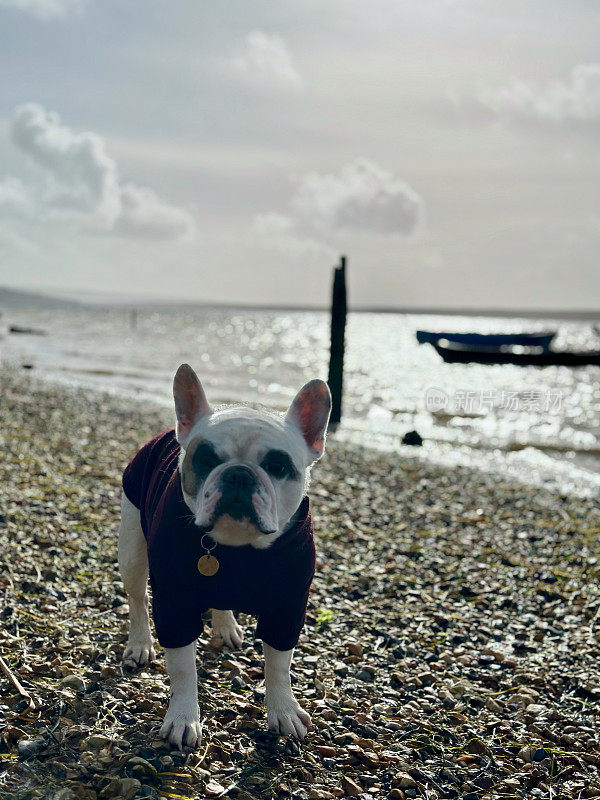 法国斗牛犬在海边的沙滩上，穿着套头衫