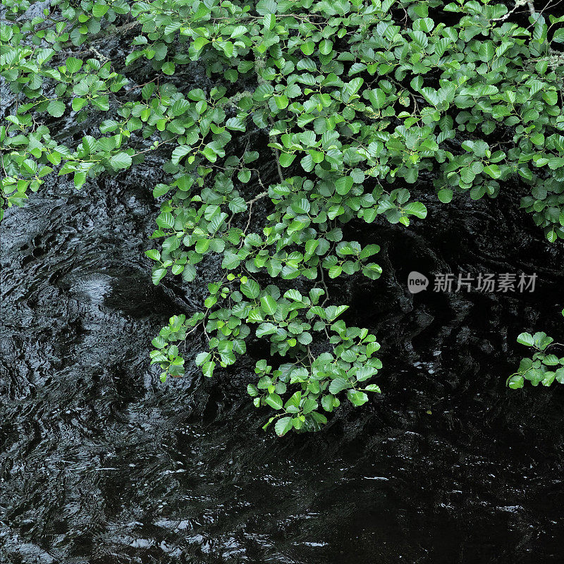 几根桤木的枝叶长在流动的深色水面上