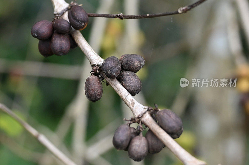 近距离观察咖啡植物的病虫害