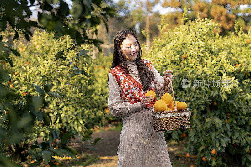 清新无忧的旅行者亚洲美女女享受有橘子田花园，韩国济州岛