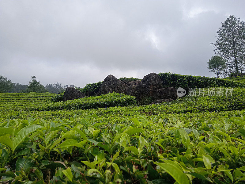 茶园中央的大石