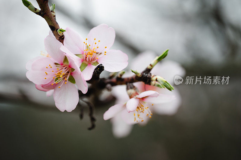 春粉花朵背景