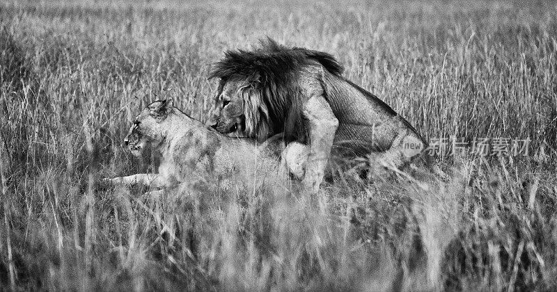 交配季节。肯尼亚的一只狮子和一只母狮