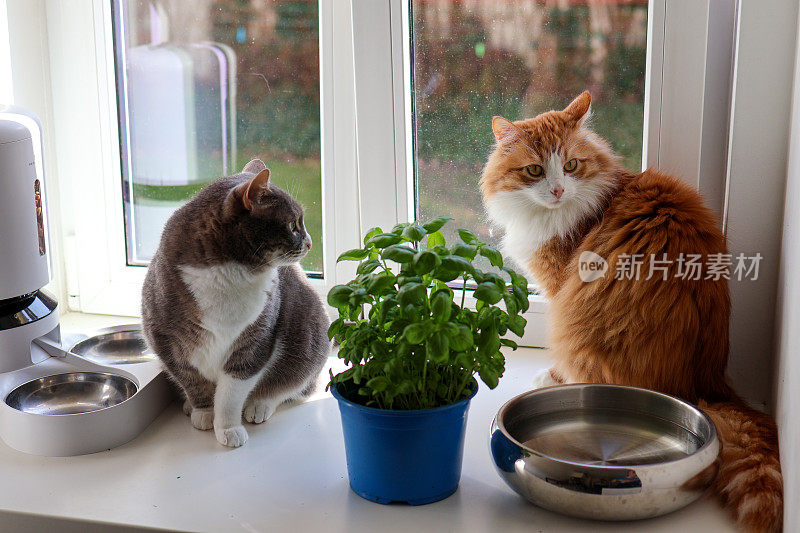 一只灰猫和一只姜黄色的猫坐在窗台上