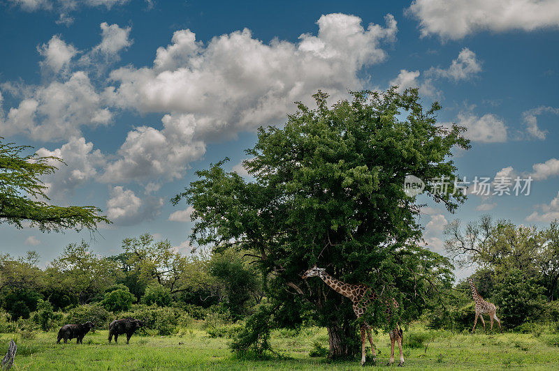 长颈鹿在它们真正的栖息地。非洲大草原上的长颈鹿。坦桑尼亚的长颈鹿