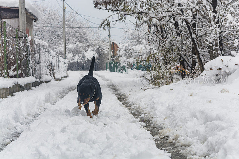 村子里的狗在雪地里玩耍