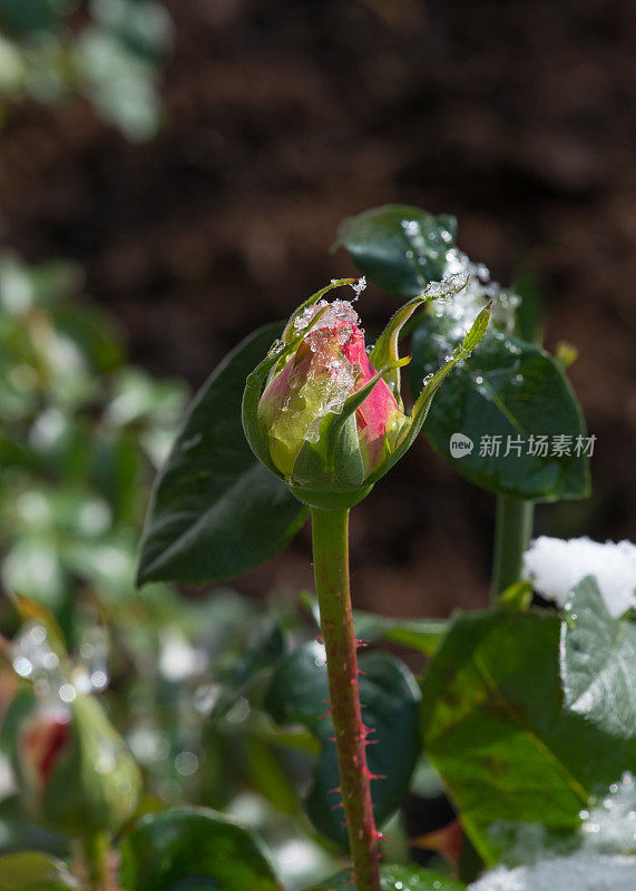 黄色玫瑰的花蕾，芝加哥和平，在加拿大的雪下