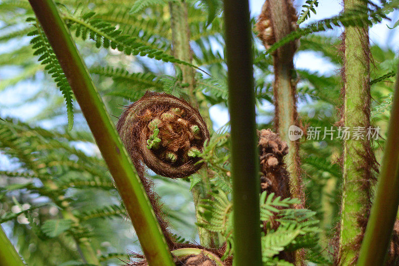 卷曲的多毛的褐色和绿色的蕨类植物，一种幼小的蕨类植物的卷曲的叶子