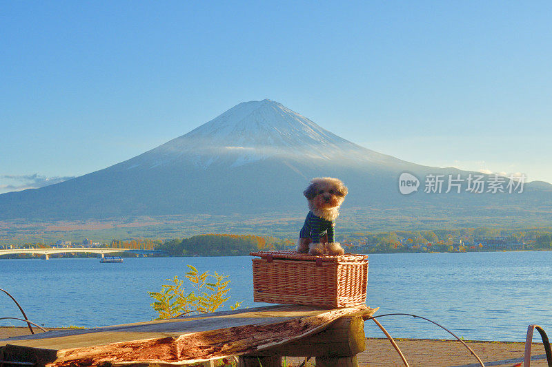 一只狗在川口湖拍富士山的照片