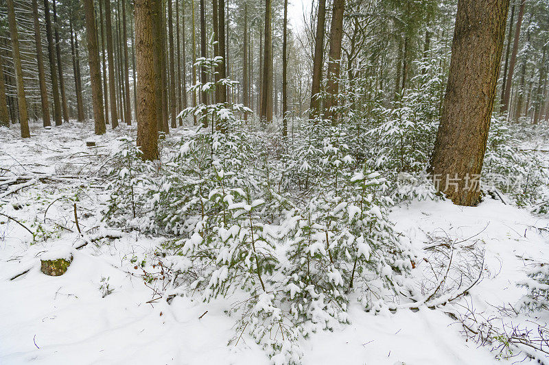 积雪的冬季松树林在寒冷的冬天与新鲜的雪