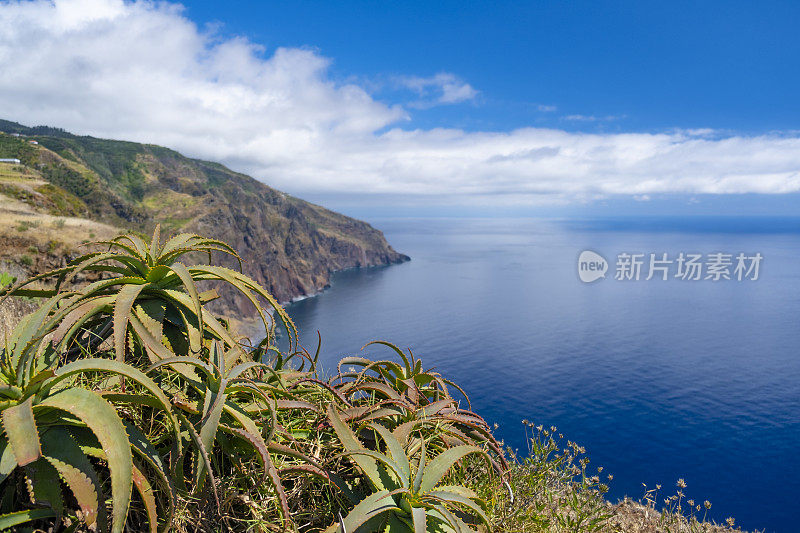 仙人掌植物生长在马德拉海岸的蓬塔多帕尔戈