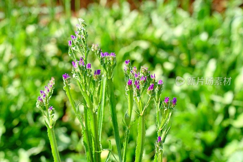 匙叶草属植物紫色花朵