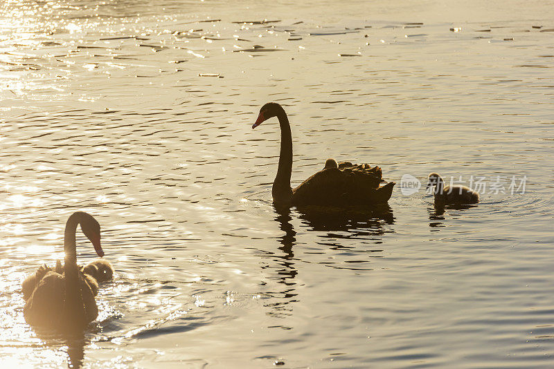 黑天鹅和他们的天鹅宝宝在湖里游泳