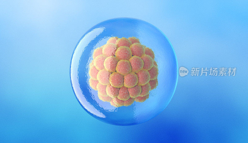 桑椹胚。早期胚胎