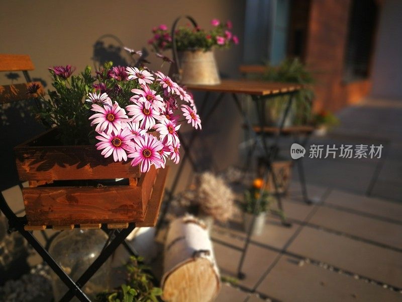 微妙的菊花装饰