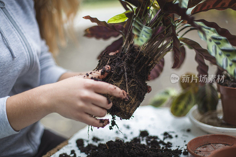 女孩移植植物