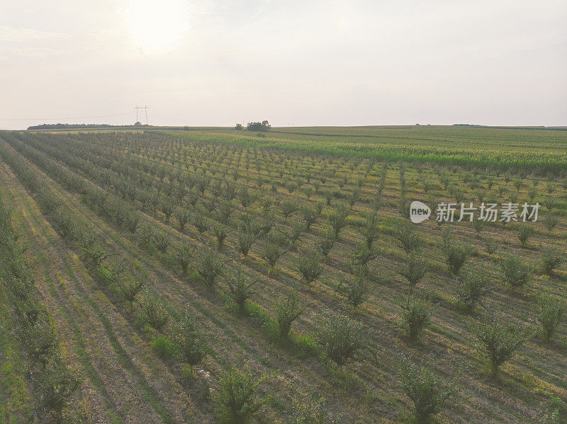 夏季桃李丰沛。鸟瞰图。