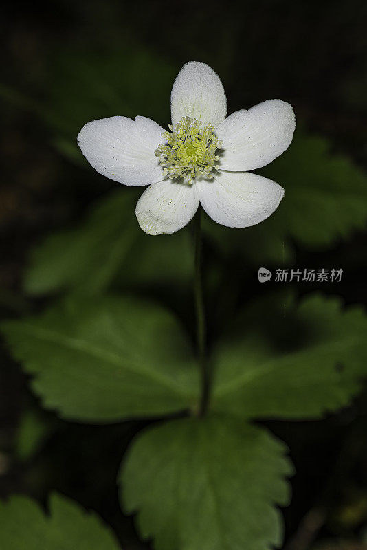 银莲花是毛茛科中的一种开花植物，俗称哥伦比亚风花和西部白银莲花。草原溪红木州立公园;毛茛科