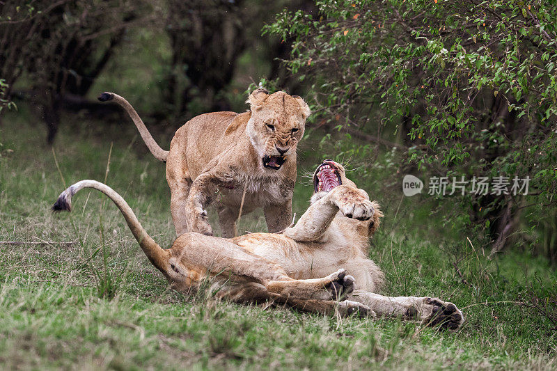 狮子在野外搏斗。