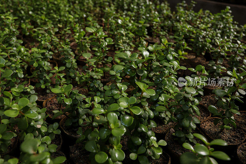 苗圃里的一株植物的特写图像。