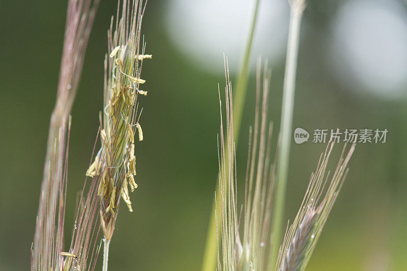 黑麦草要结籽了