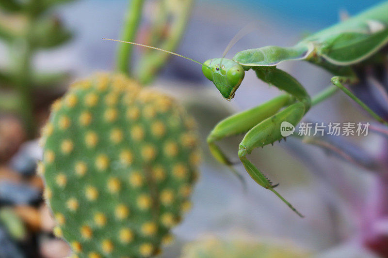 亮绿色的螳螂在多汁的仙人掌上行走的图像，三角形的头，凸出的复合眼睛，触角和扩大的前腿，集中在前景