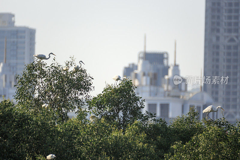 大鸟(大白鹭)在树顶和后面的建筑