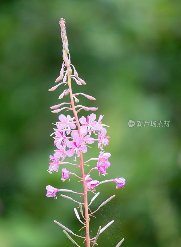 玫瑰花、柳兰、胭脂红