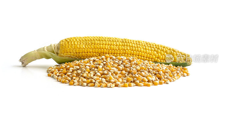 玉米孤立在白色背景上